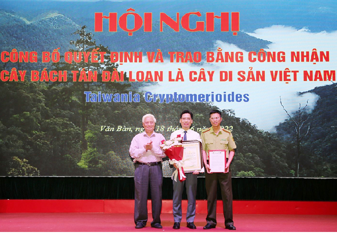 Bách tán cổ thụ ở Lào Cai được công nhận Cây Di sản Việt Nam