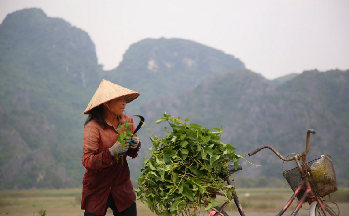 Khu dự trữ sinh quyển châu thổ sông Hồng