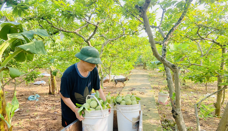 Trình Chính phủ xây dựng Nghị định khuyến khích phát triển kinh tế trang trại