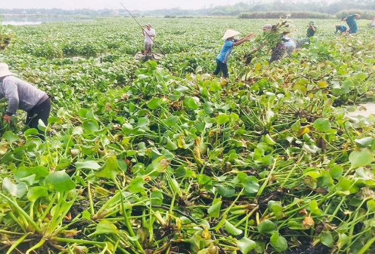 Sử dựng than sinh học trong phát triển nông nghiệp bền vững