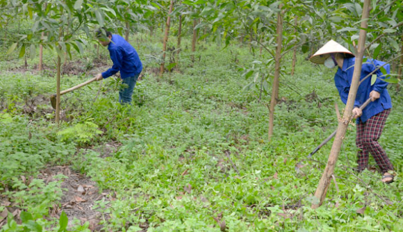 Tuyên Quang: Hoàn thành trồng mới trên 10.300 ha rừng