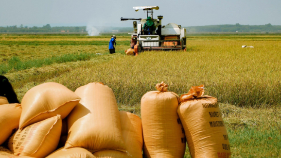 Quảng Trị: Cấp phép đầu tư dự án nhà máy chế biến lúa, gạo hữu cơ