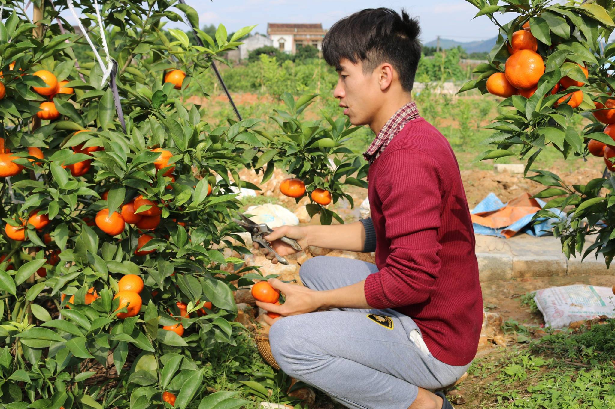  Mô hình trồng cam Đường Canh của người dân Bạch Thông