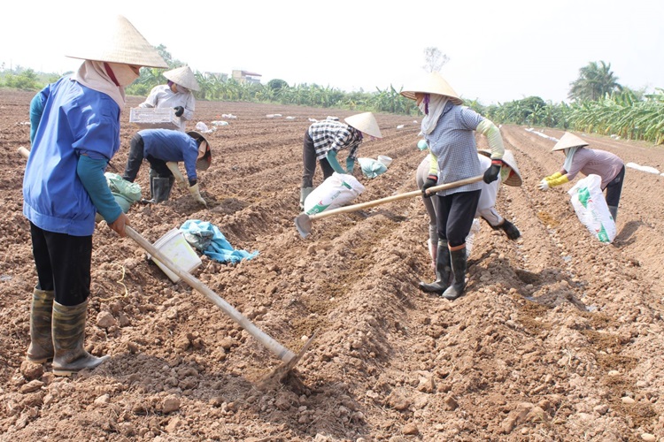 Quế Võ (Bắc Ninh): Phấn đấu sản xuất 2.000ha cây vụ Đông năm 2024