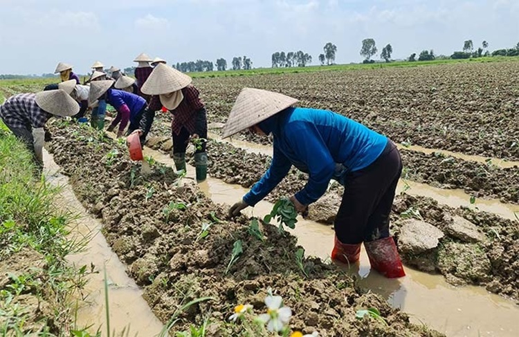 Hưng Hà (Thái Bình): Cấp phát hơn 3.500kg ngô và rau giống cho nông dân