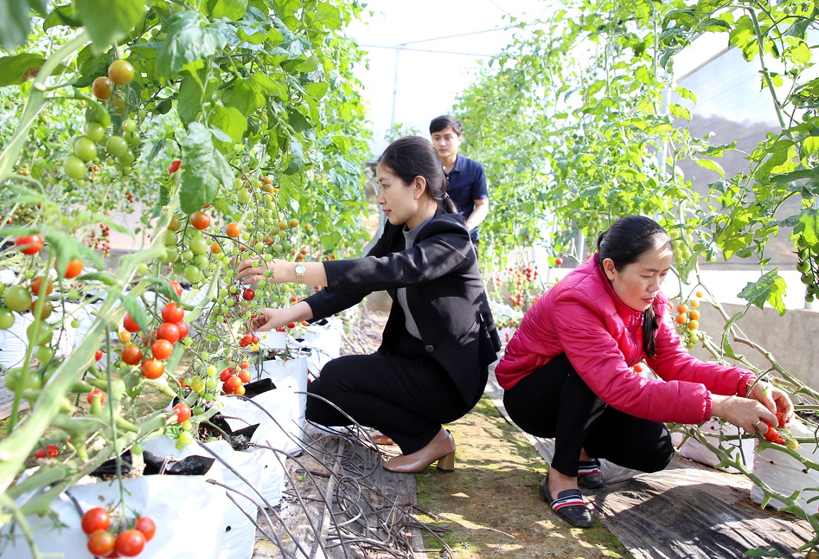 Tham quan mô hình nông nghiệp sạch trên đỉnh đèo Sa Mù