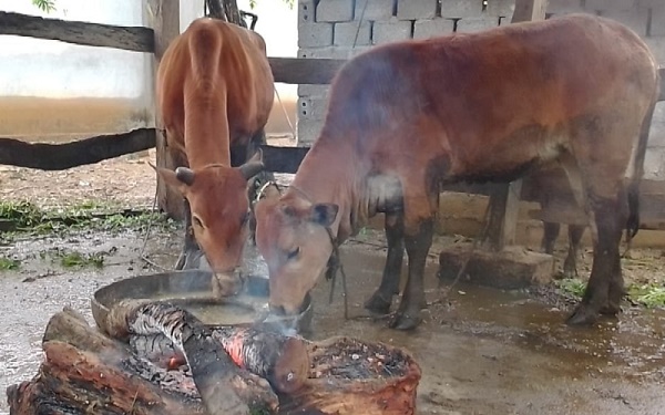 Hàng nghìn gia súc chết do rét buốt