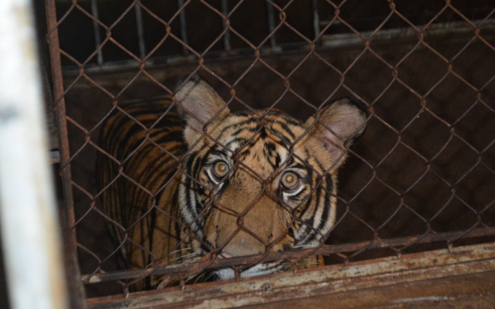 Hà Nội nhận nuôi 9 cá thể hổ ở Nghệ An?