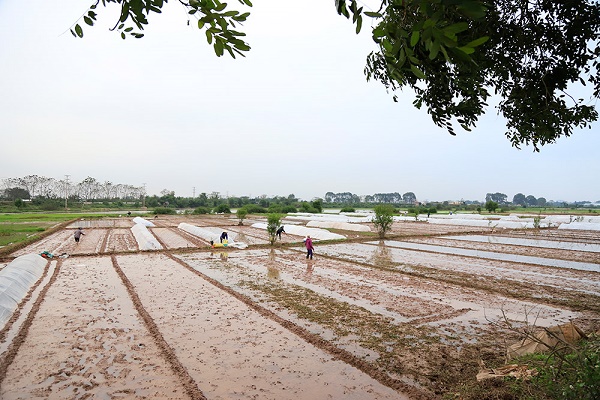 Hà Nội: Gần 95% diện tích đất nông nghiệp đủ nước gieo cấy