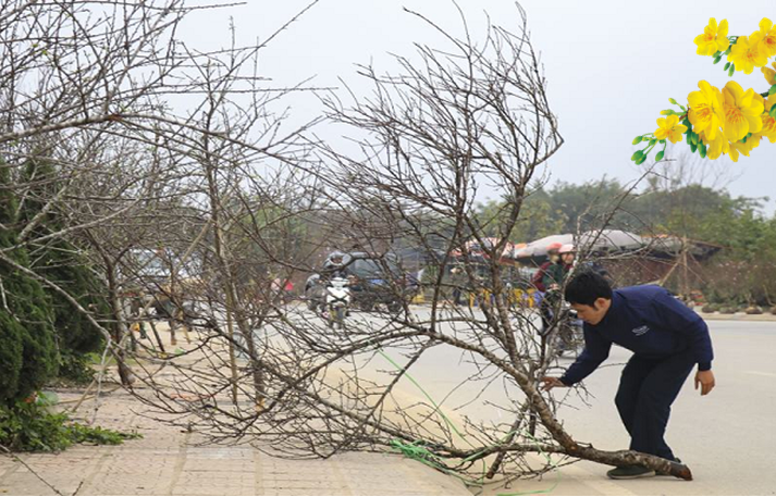 Nghĩ về một thú chơi ngày Tết