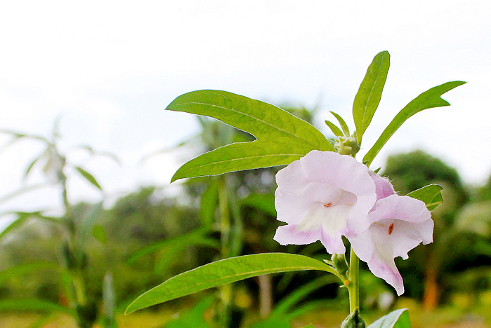 Hoa Vừng