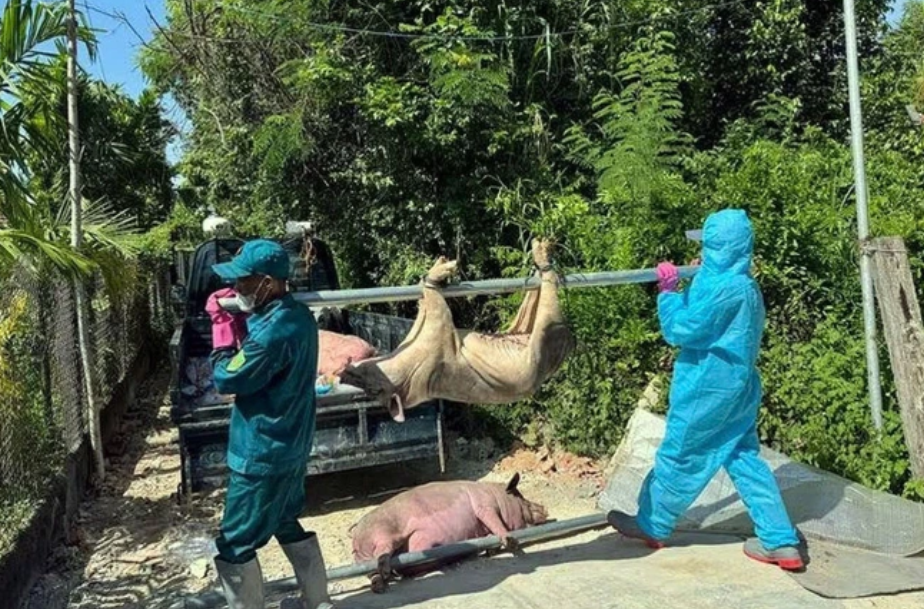 Hà Tĩnh: Xuất hiện ổ dịch tả lợn châu Phi, hơn 9 tấn lợn bị tiêu huỷ