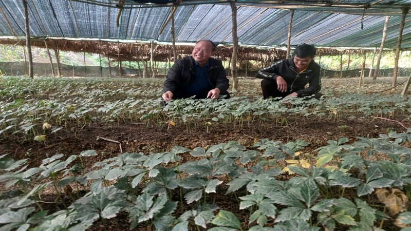 Cao Bằng: Toàn tỉnh có hơn 2.300ha vùng nguyên liệu hữu cơ