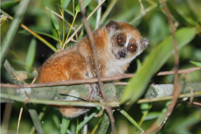 Nghệ An: Người dân tự nguyện giao nộp nhiều cá thể động vật hoang dã, quý hiếm