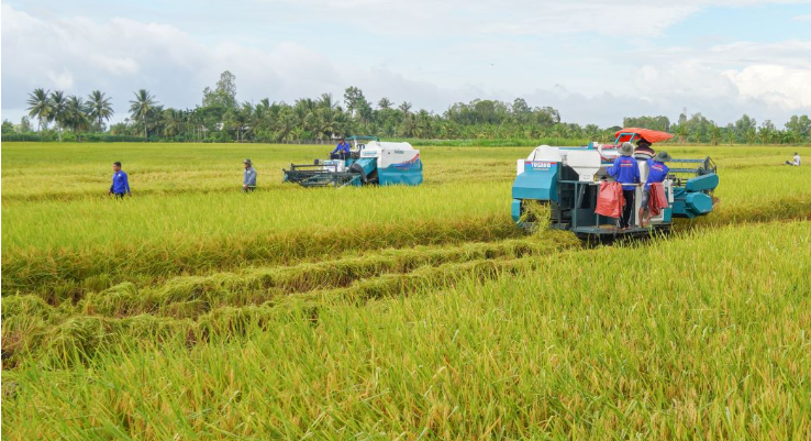 Cần Thơ: Diện tích gieo trồng lúa năm 2025 giảm so với cùng kỳ