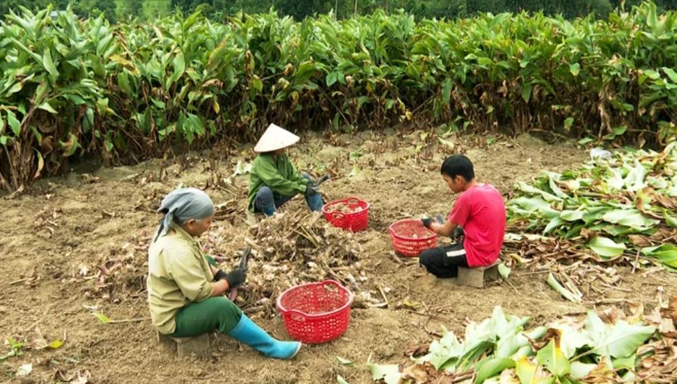 Nông dân xã Nguyễn Huệ thắng lớn nhờ cây dong riềng