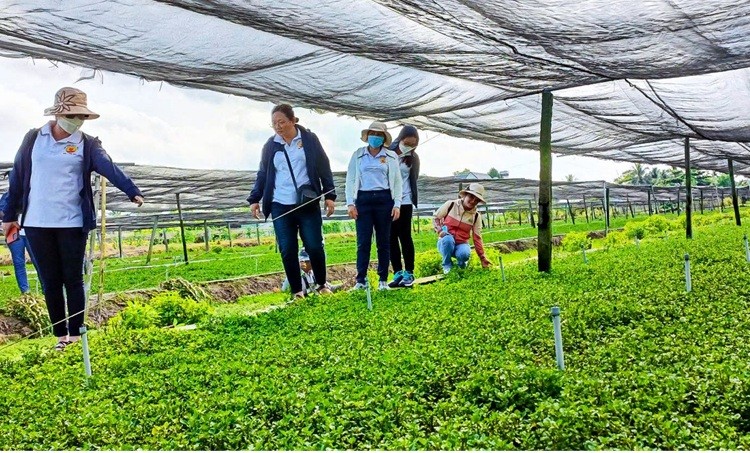 Vĩnh Long từng bước số hóa sản xuất nông nghiệp