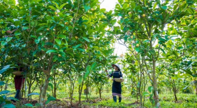 Lạng Sơn: Phát huy hiệu quả các mô hình kinh tế dưới tán rừng