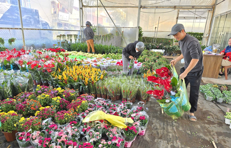 Làng hoa Xuân Quan tất bật vào vụ Tết