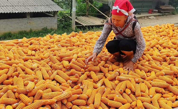 Thái Nguyên: Năm 2025 sản lượng cây lương thực có hạt đạt trên 572 nghìn tấn