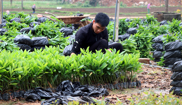 Bảo đảm nguồn giống nâng cao chất lượng cây trồng