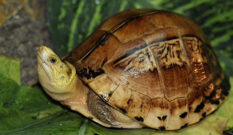 Đắk Lắk: Phát hiện cá thể rùa hộp trán vàng miền Nam quý hiếm