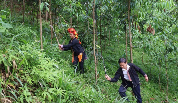 Kinh tế dưới tán rừng tạo nguồn thu nhập ổn định cho người nông dân