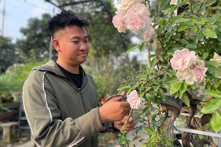 Thủ phủ hoa Mê Linh tất bật vào vụ Tết