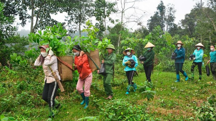 Bắc Ninh quy định khung giá rừng trên địa bàn tỉnh