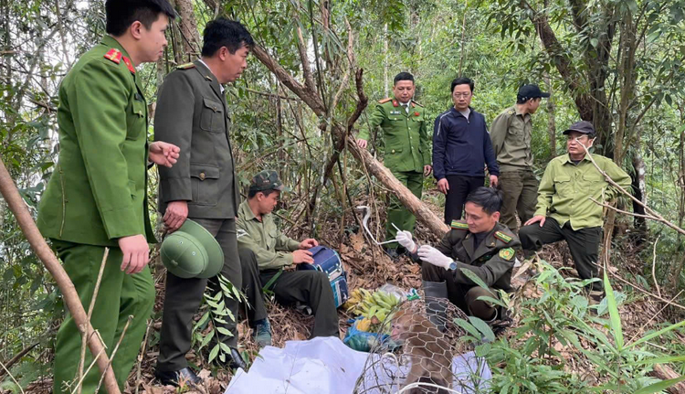 Sơn La: Tổ chức tái thả 2 cá thể khỉ quý hiếm về tự nhiên