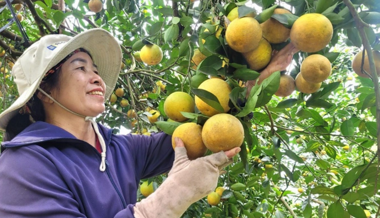 Hà Tĩnh: Vụ cam 2025 thắng lớn