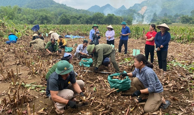 Bảo vệ môi trường trong sản xuất, chế biến dong riềng