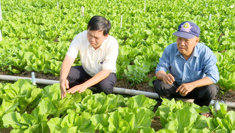 Xây dựng vùng rau màu an toàn gắn với tái cơ cấu nông nghiệp