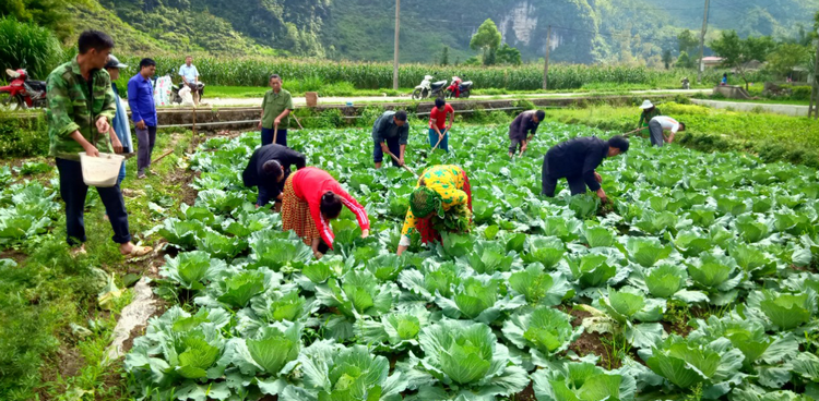 Nhân rộng các mô hình trồng rau theo tiêu chuẩn an toàn