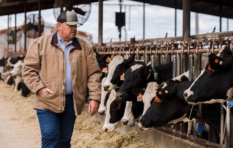 Anh: Nông dân thua lỗ do giá sữa bò giảm sâu