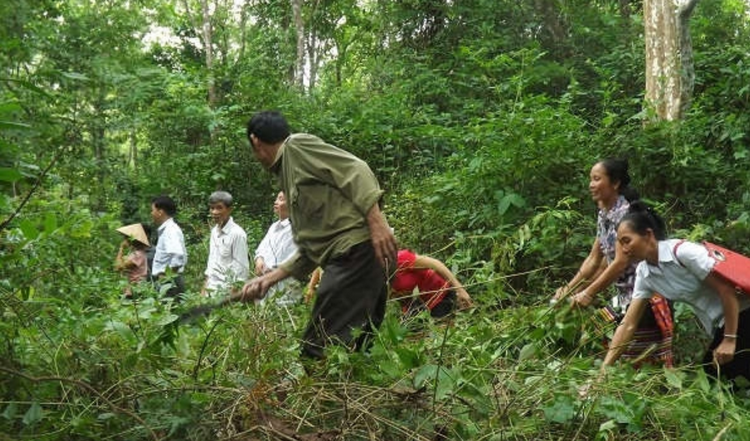 Triển khai nhiệm vụ bảo vệ rừng và phát triển lâm nghiệp năm 2026 ở Nghệ An
