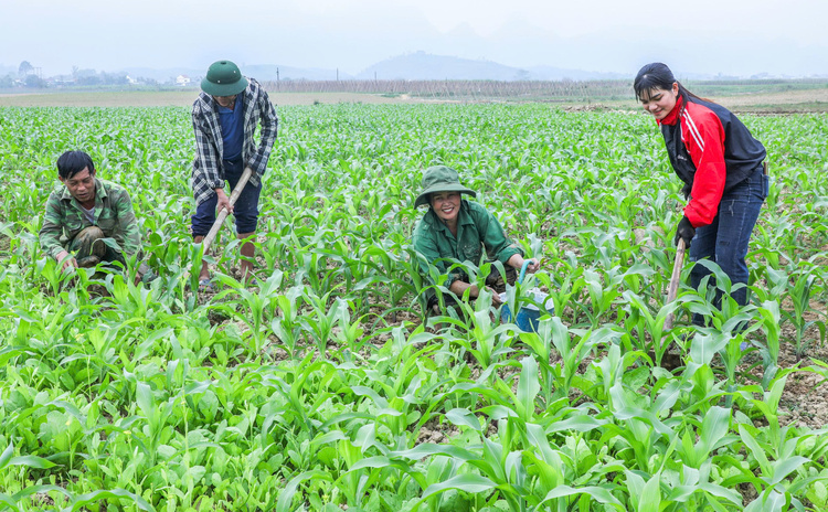 Nhân Hòa: Vươn mình mạnh mẽ sau trận lũ lịch sử