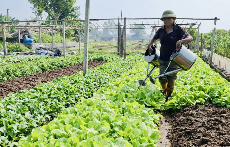 Nông dân ở Hưng Yên nâng cao thu nhập từ rau màu vụ Đông