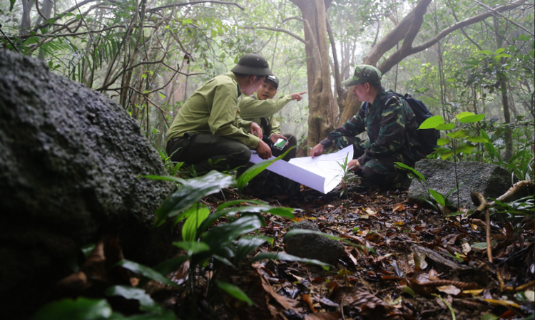 Đà Nẵng: Nâng cao chất lượng rừng phòng, chống thiên tai