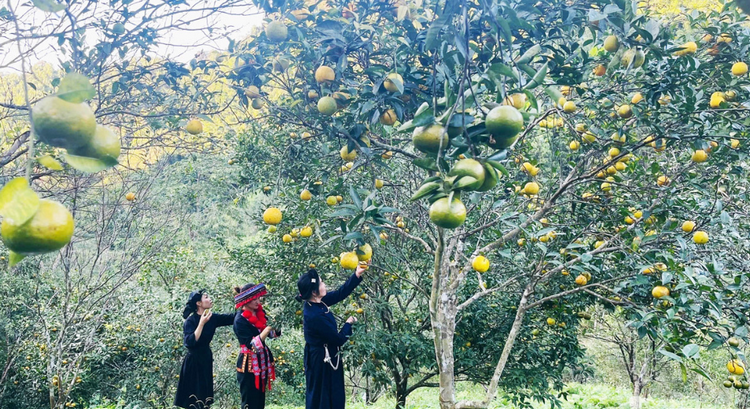 Thái Nguyên: Mở rộng diện tích cây ăn quả theo hướng tập trung