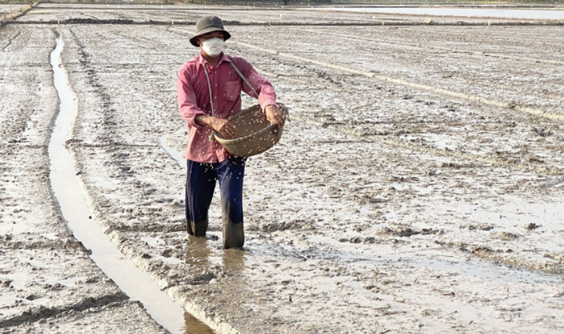 Vĩnh Long xuống giống hơn 83.000ha vụ lúa Đông Xuân