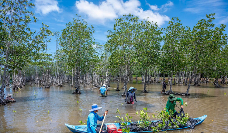 Nâng cao công tác bảo vệ rừng phòng hộ ven biển