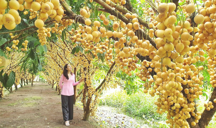 Đẩy mạnh liên kết sản xuất cây ăn quả, hướng đến thị trường xuất khẩu