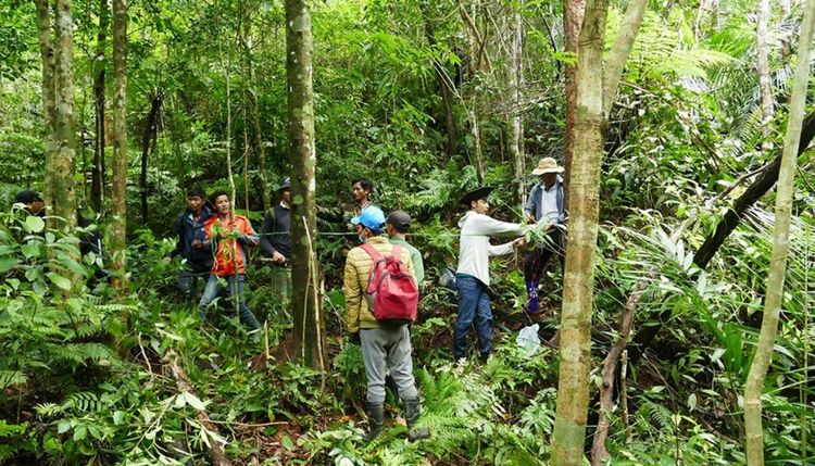 Quảng Trị: Gần 58.000ha rừng được cấp chứng chỉ quản lý bền vững
