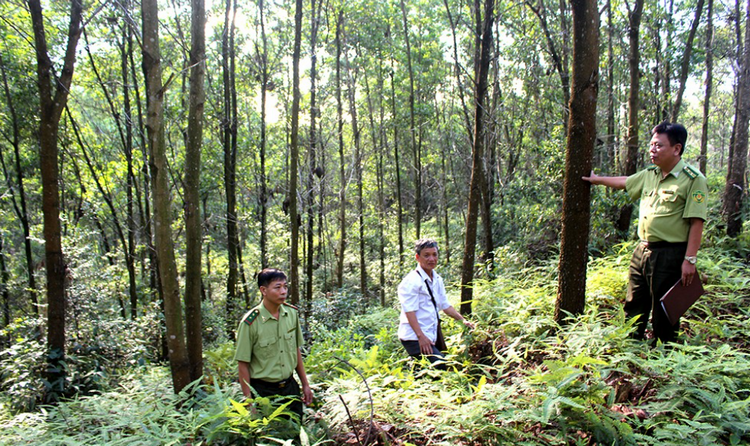 Phú Thọ: Hơn 60.000ha rừng được cấp chứng chỉ quản lý bền vững