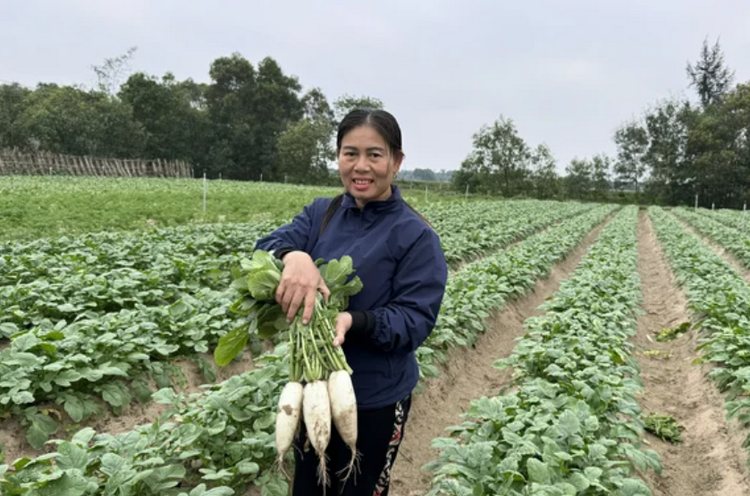 Hà Tĩnh: Gần 1.500 ha cây trồng đạt tiêu chuẩn VietGAP, hữu cơ