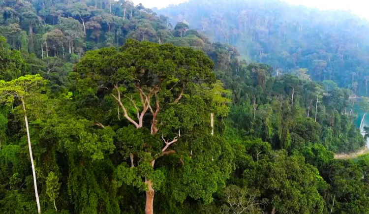 Đà Nẵng: Chú trọng phát triển rừng bền vững gắn với bảo tồn sinh thái