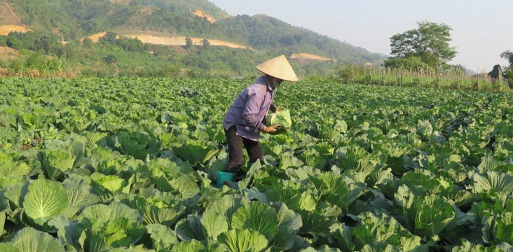 Kiến tạo nền nông nghiệp bền vững gắn với xây dựng nông thôn mới kiểu mẫu