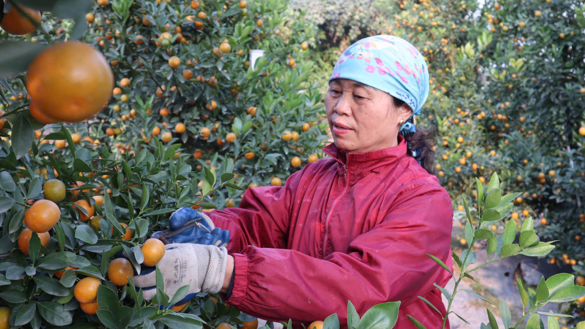 [Photo Story]: Làng quất Tứ Liên hối hả, tất bật vào vụ Tết