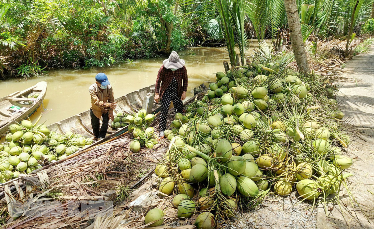 Triển khai các giải pháp thúc đẩy ngành hàng dừa